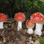 17 Deadliest Mushrooms on Earth